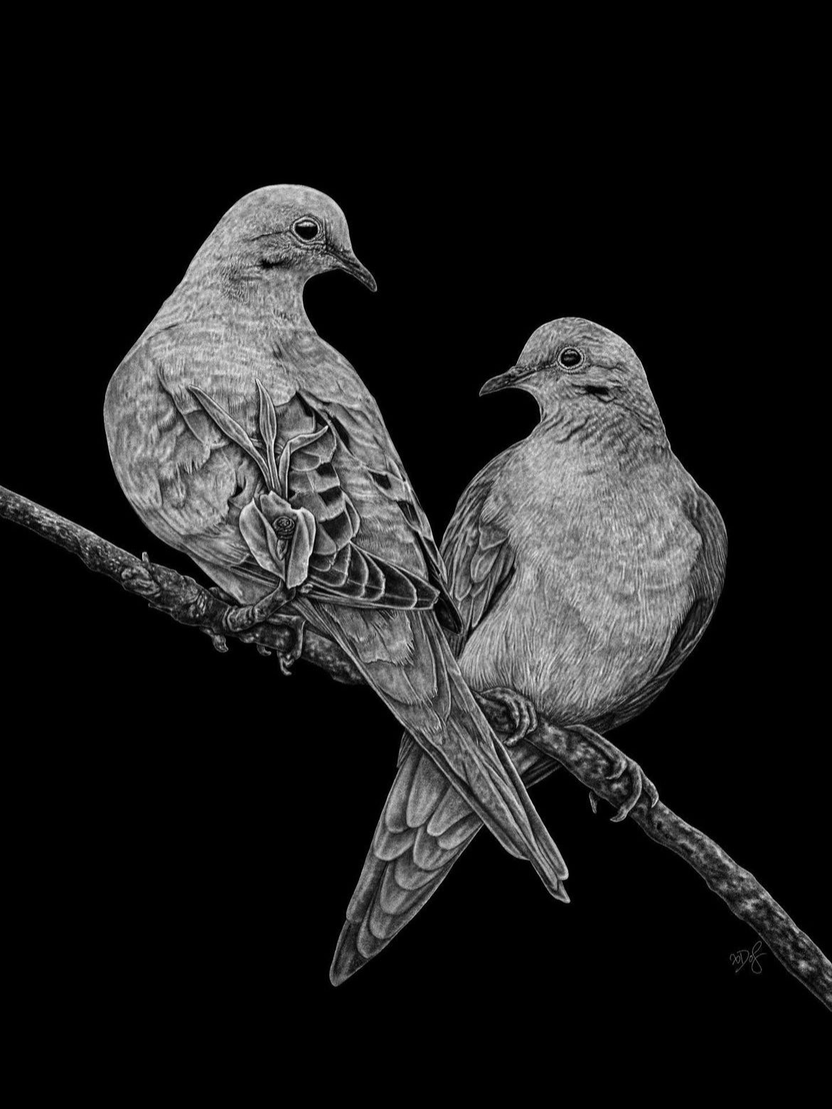 Mourning Doves 8.5x11 Print