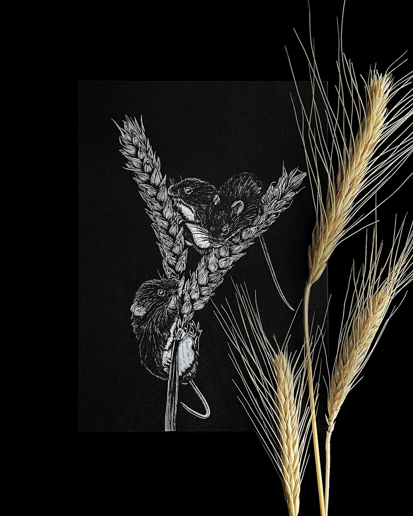 Harvest Mice 5x7 Print