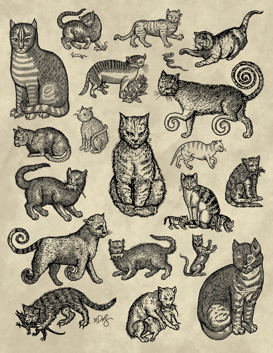 Middle Ages Cats 8.5x11 Flash Sheet Print