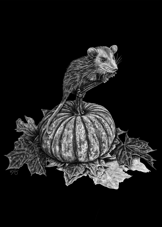 Opossum 5x7 Print